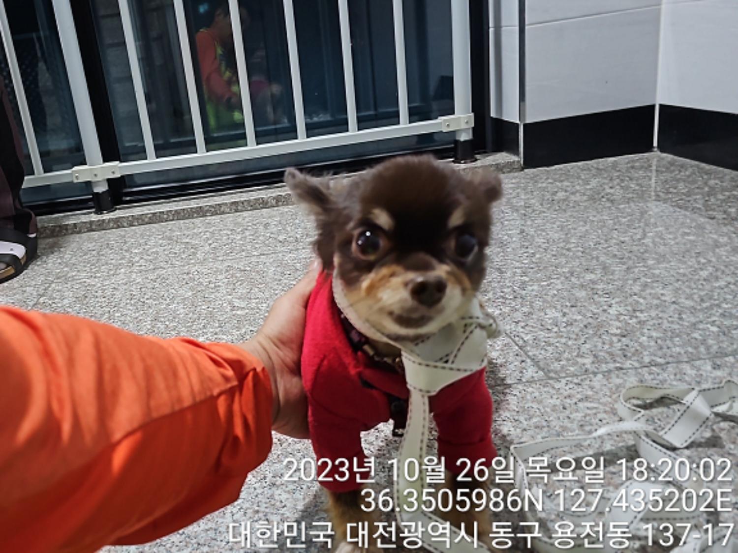 대전동물보호센터_430364202300335