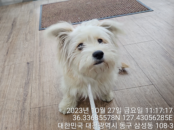 종료(입양) 믹스견…