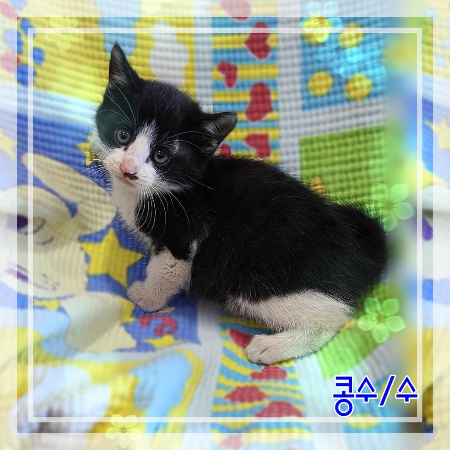 군산유기동물보호센터_445467202302247