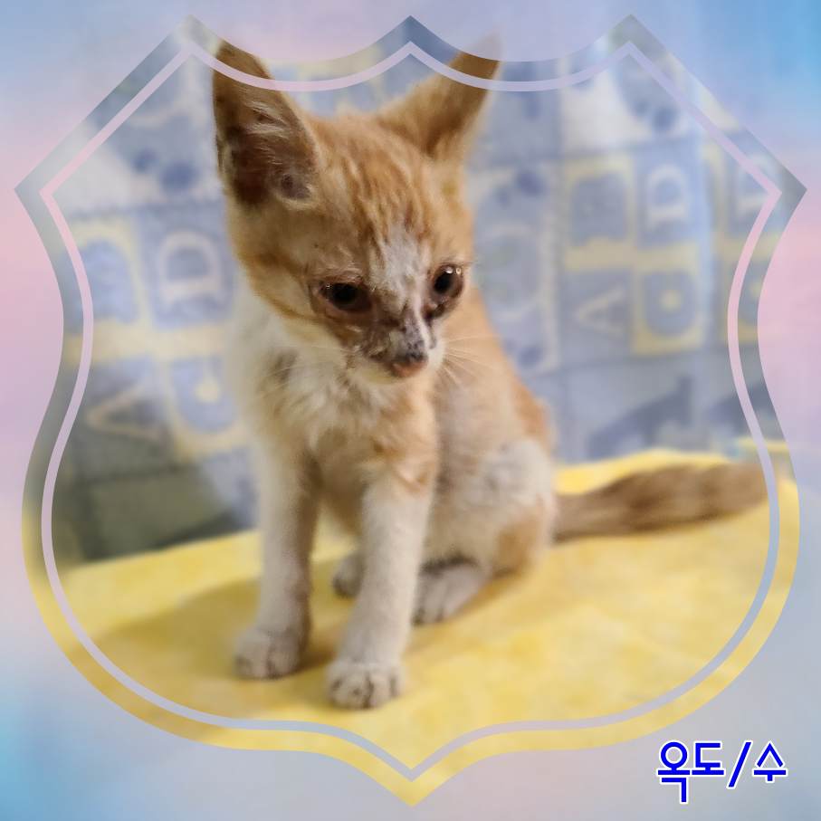군산유기동물보호센터_445467202302250