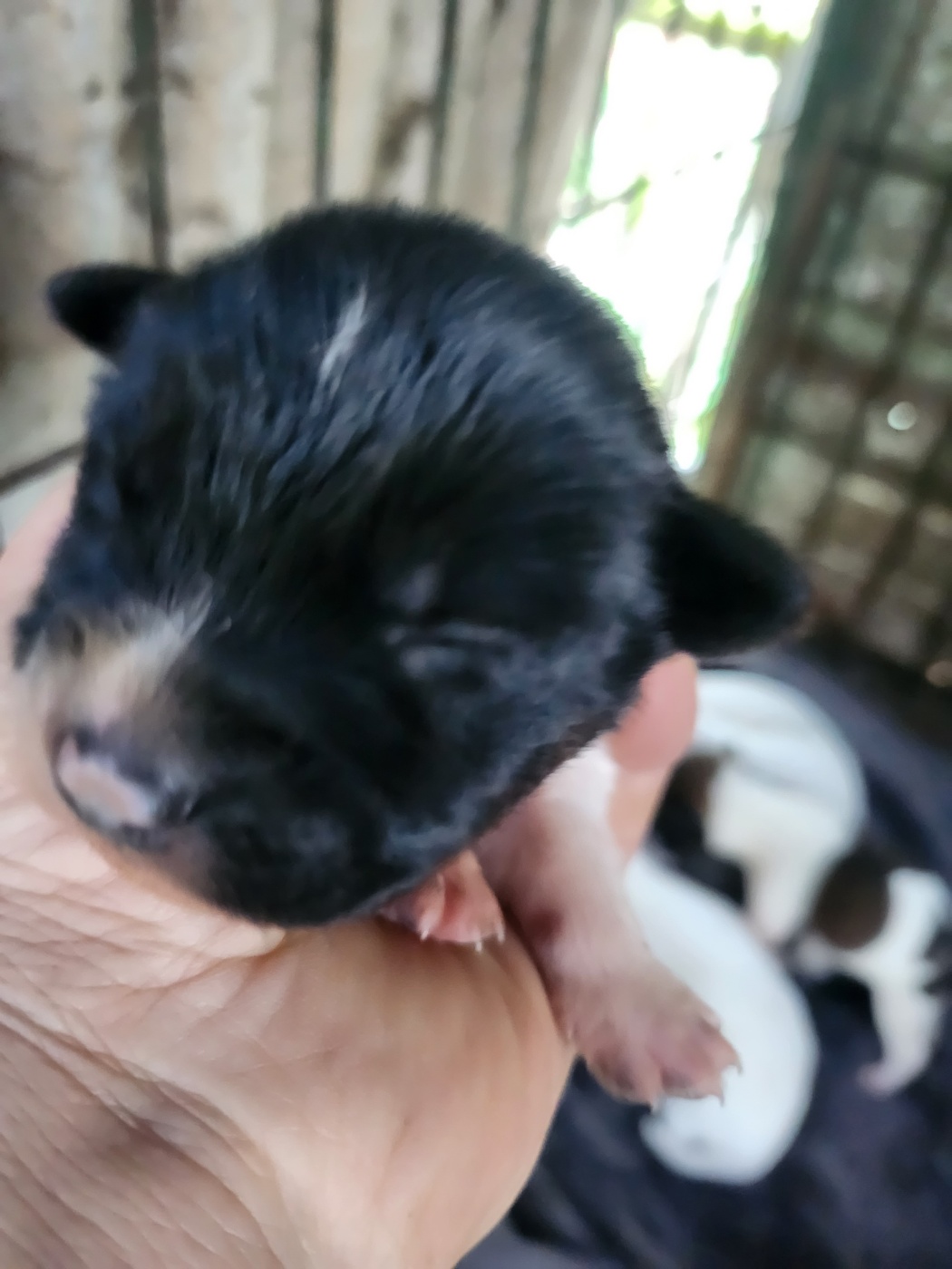 예산동물보호센터_444461202300636