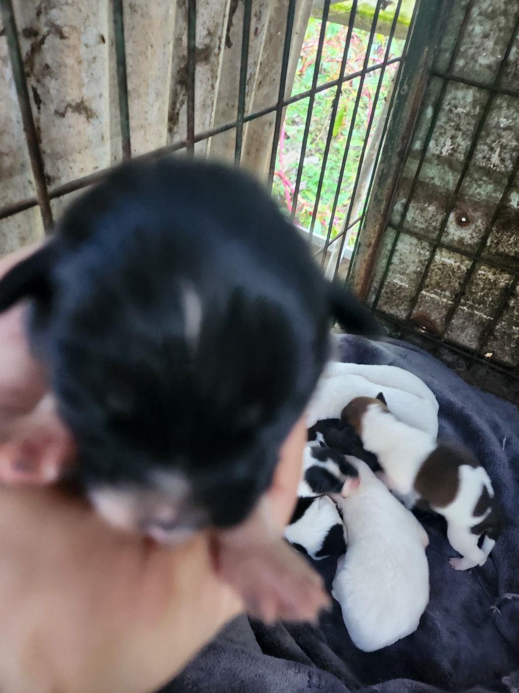예산동물보호센터_444461202300637