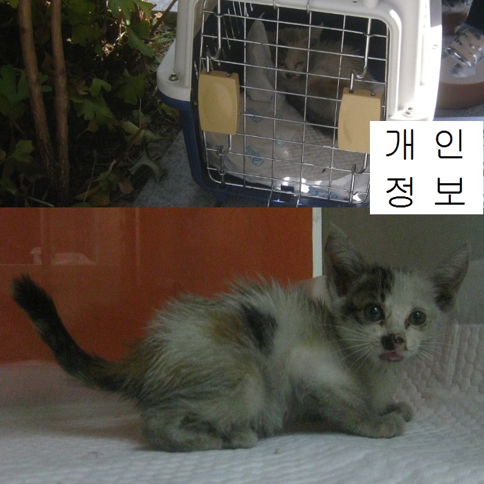 산타클라라동물병원_431369202300762