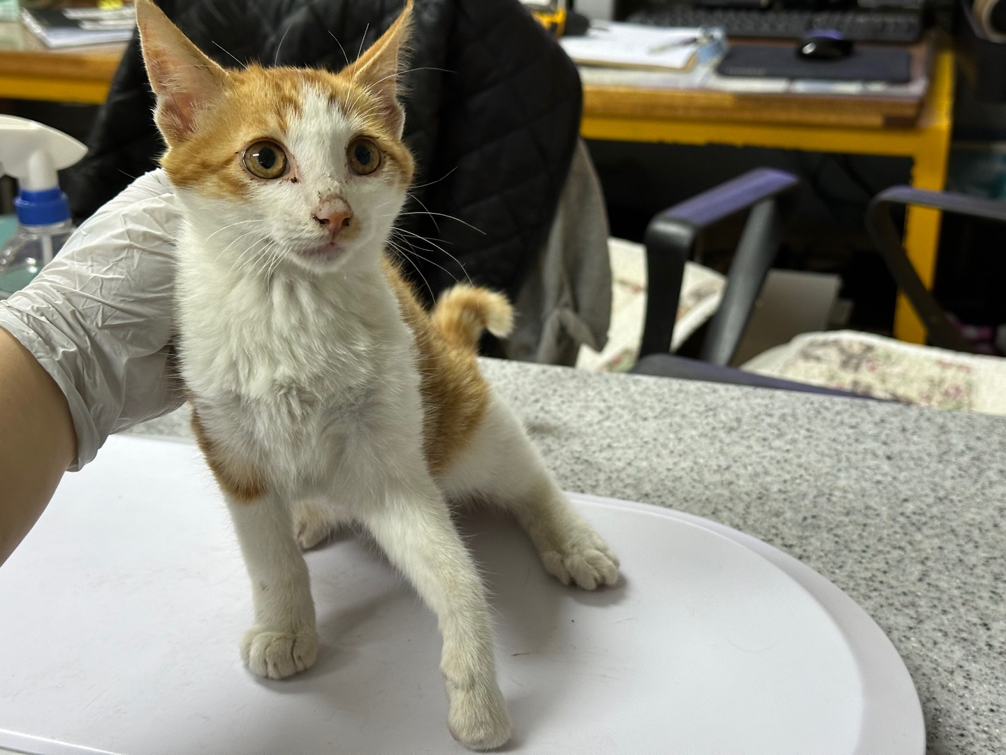 광주 동물보호소_429363202301121