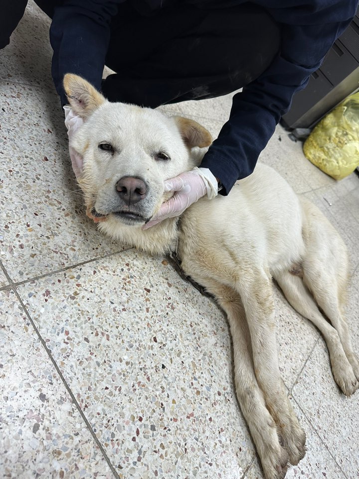 반려동물보호센터_443571202303081