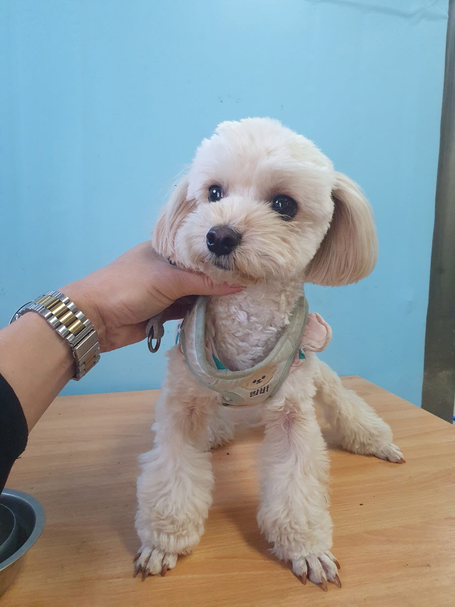 종료(반환) 믹스견…