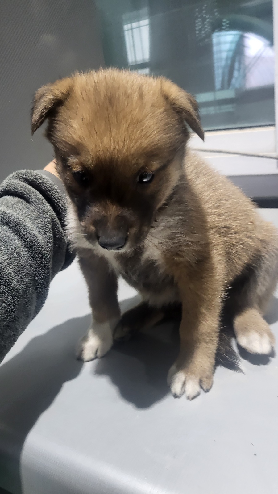 거창유기동물보호센터_448547202300881