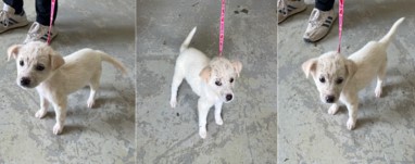 부산동물보호센터_426325202300471