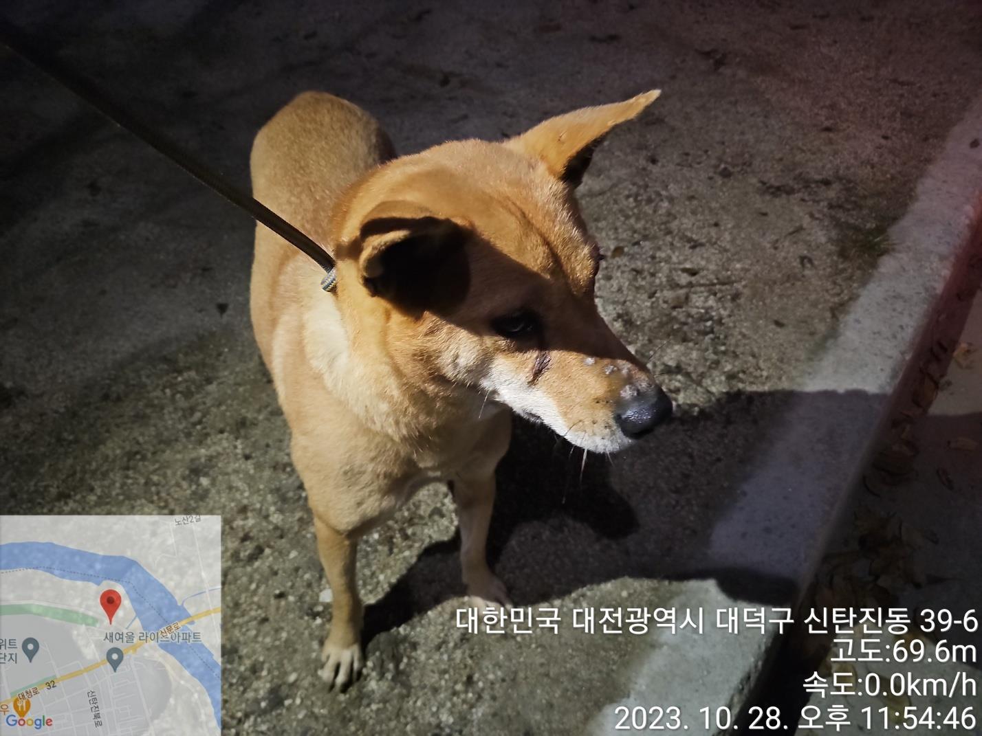 종료(반환) 진도견…