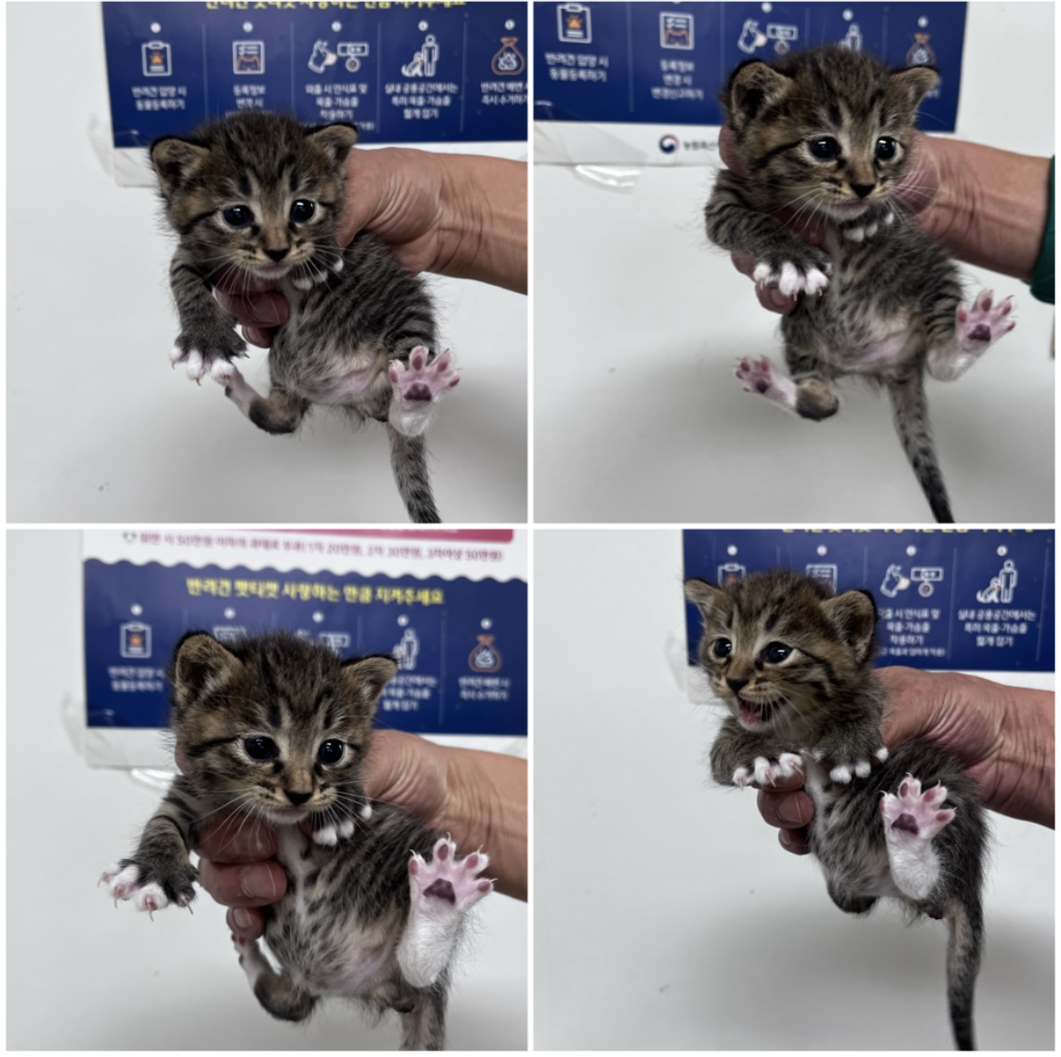 천안시유기동물보호소_444449202302266
