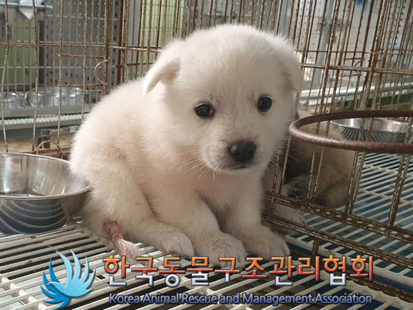 종료(안락사) 믹스…