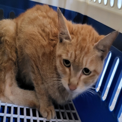 보호중 한국 고양이…