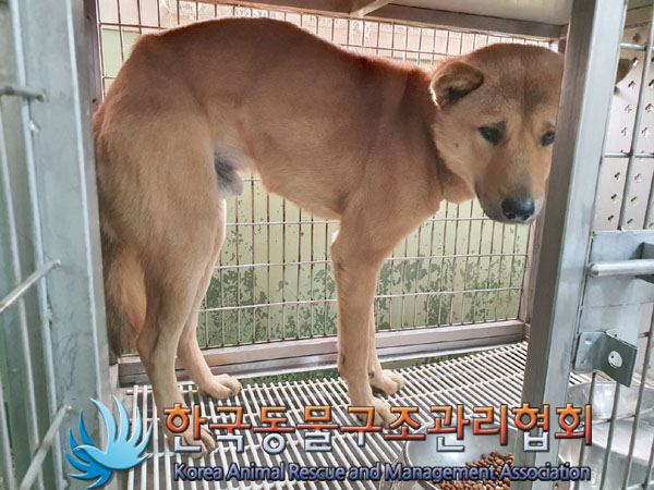 한국동물구조관리협회_441409202301805