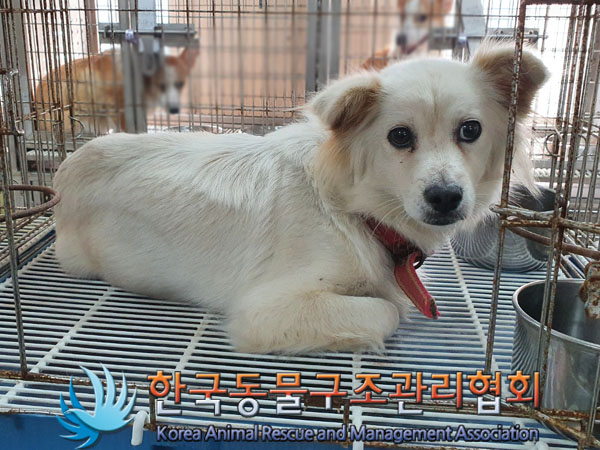 한국동물구조관리협회_441560202301444