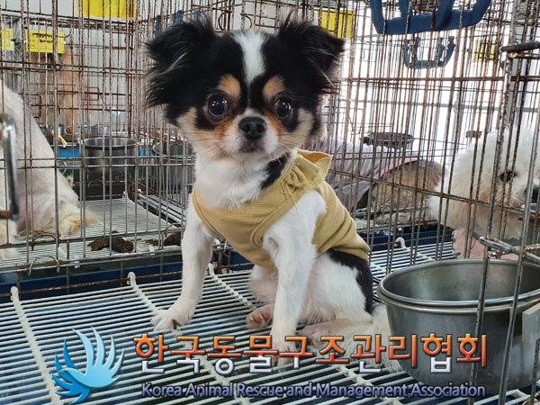 한국동물구조관리협회_411303202300613