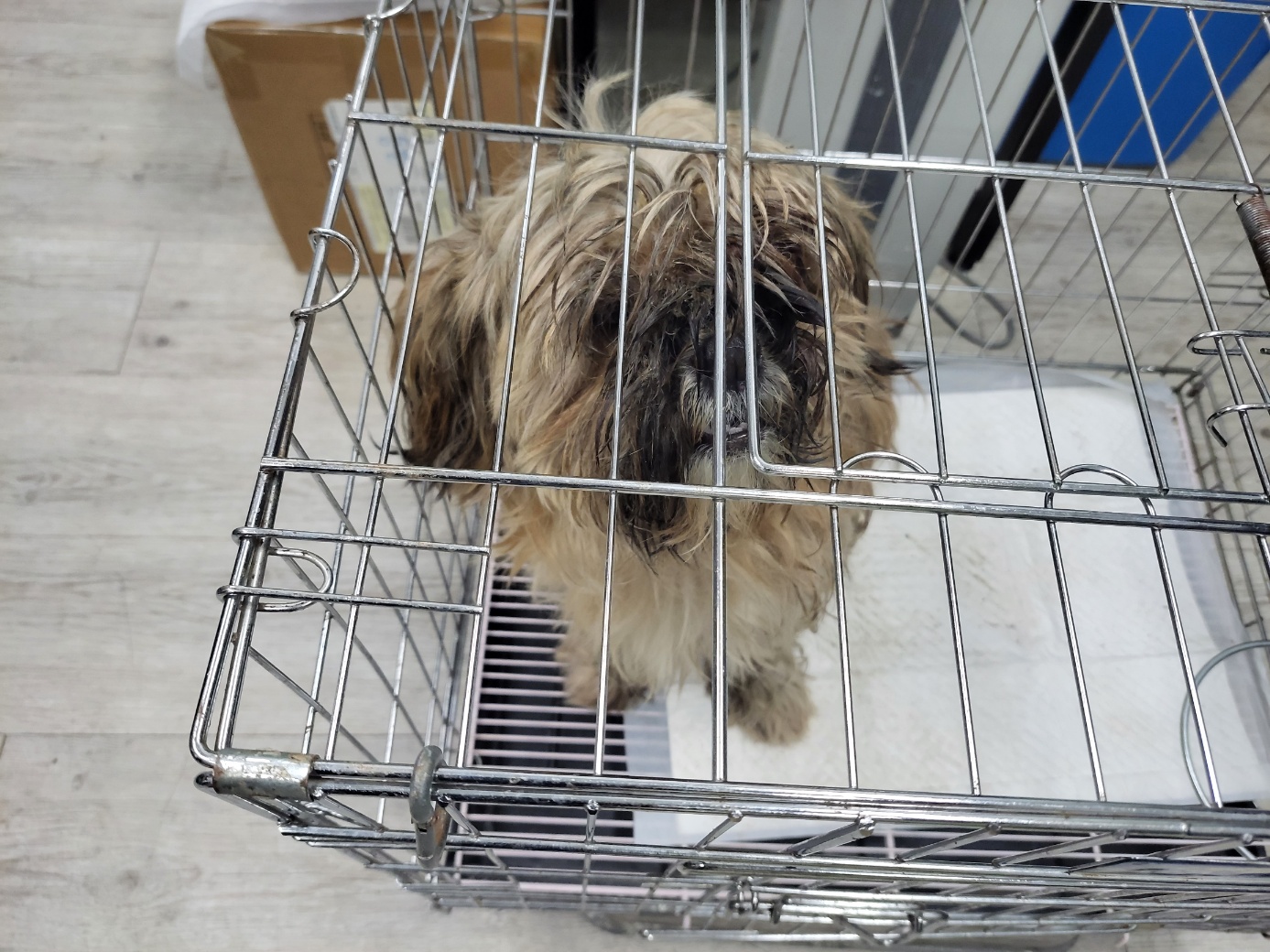 고양시동물보호센터_441394202302364