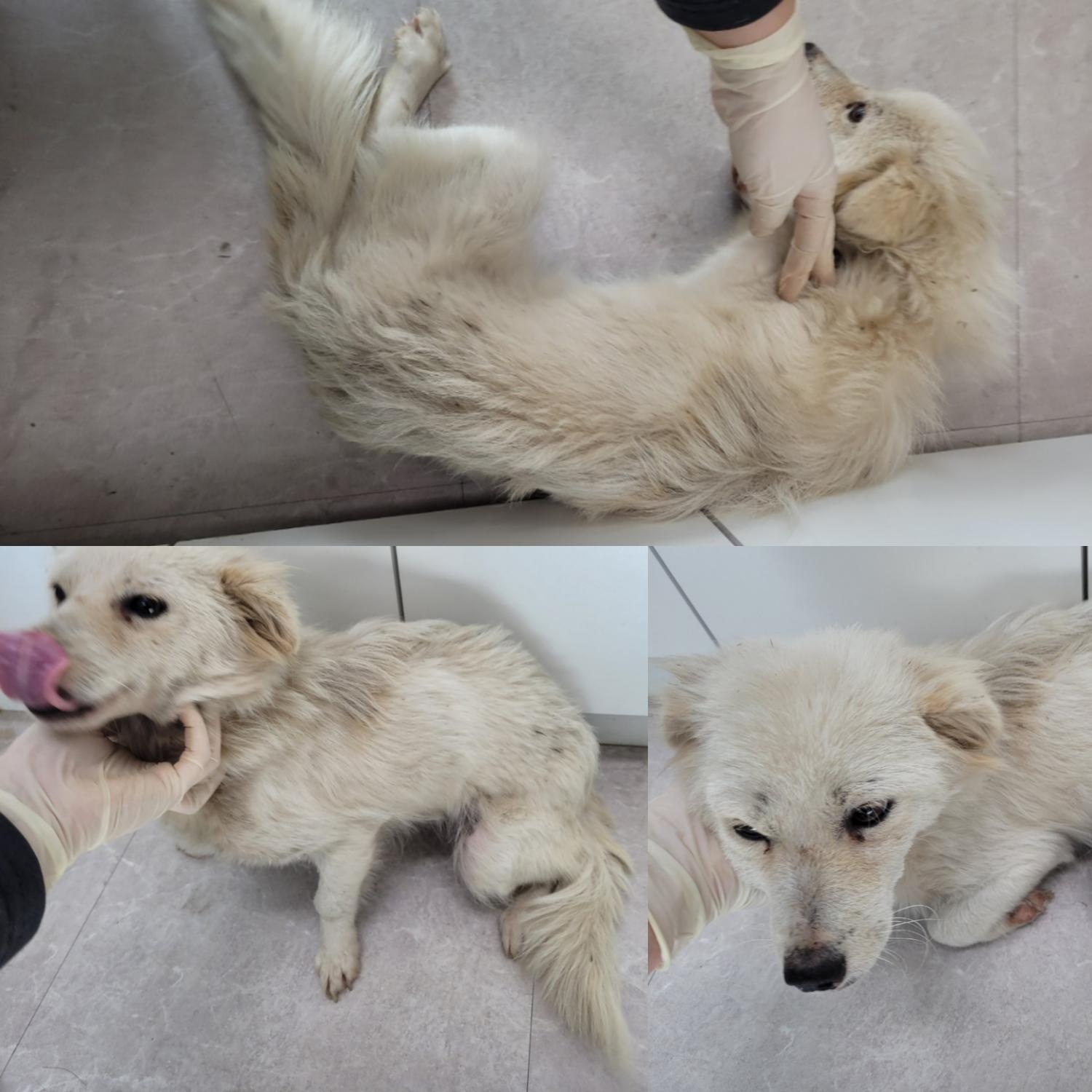 논산시 동물보호센터_444454202300932