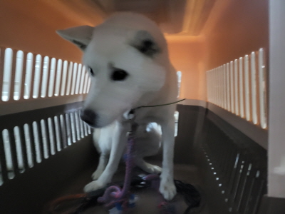 누리동물병원_426340202300463