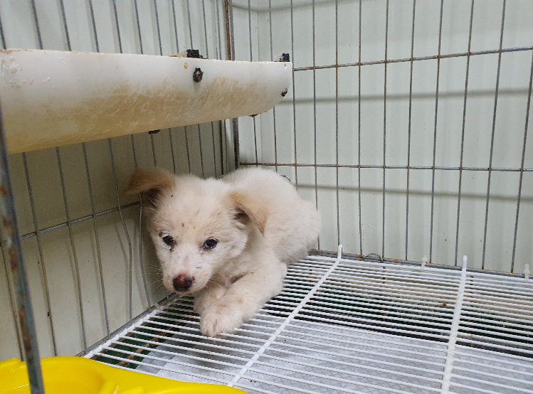 공주시 동물보호소_444450202300656