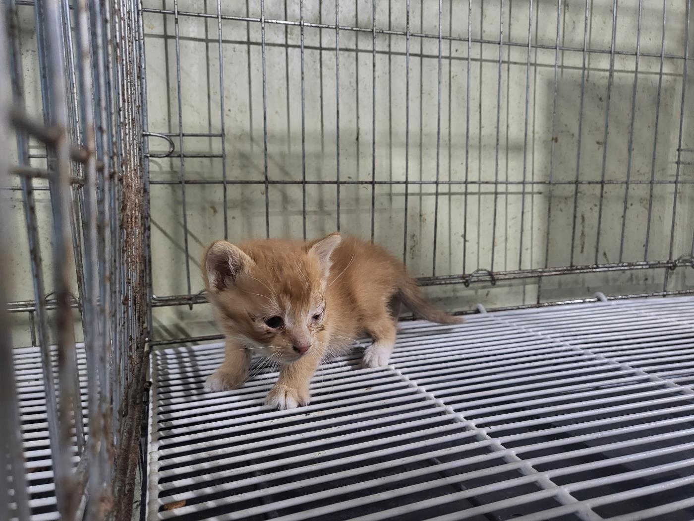 종료(자연사) 한국…