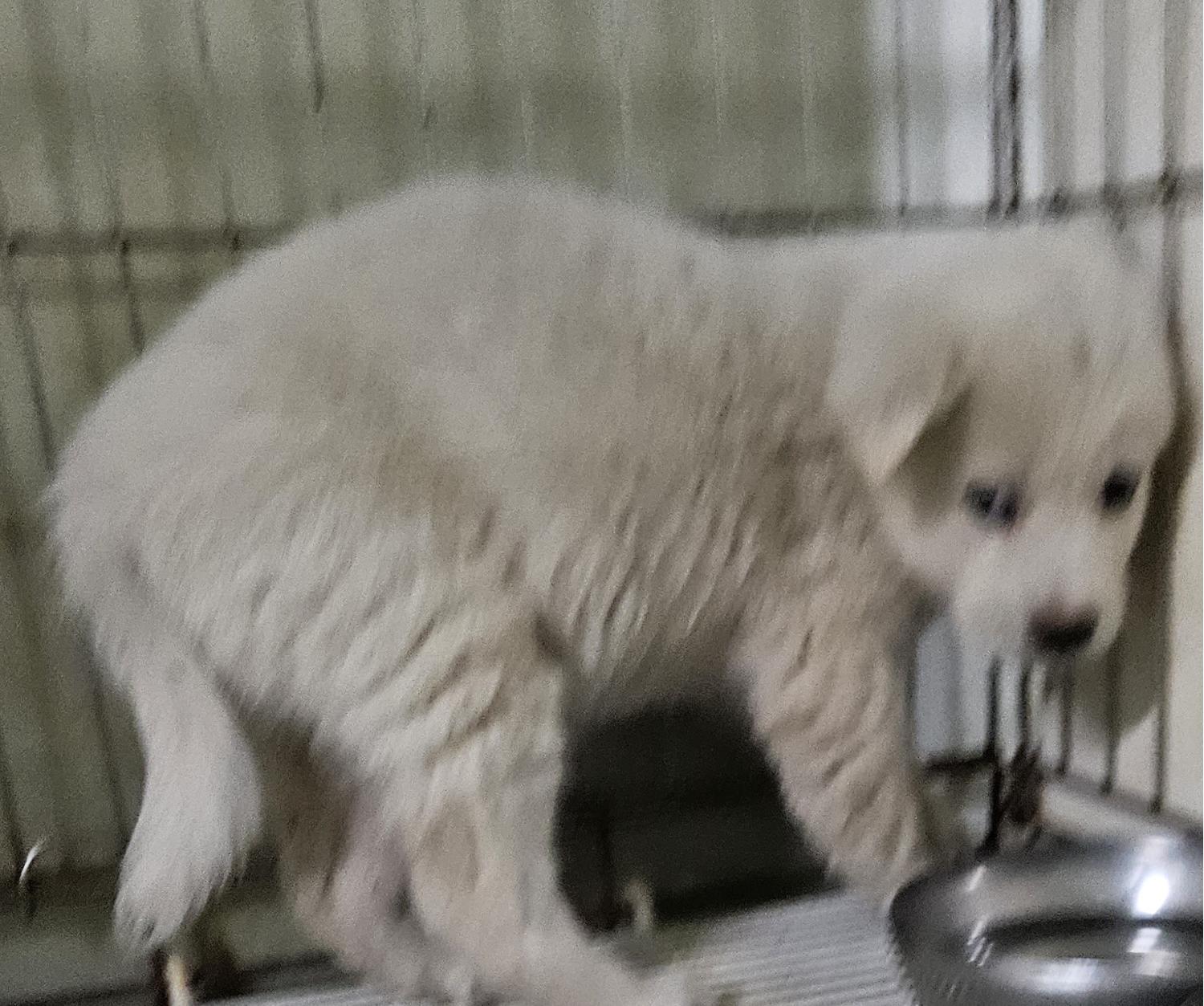 대구유기동물보호센터_427342202300758