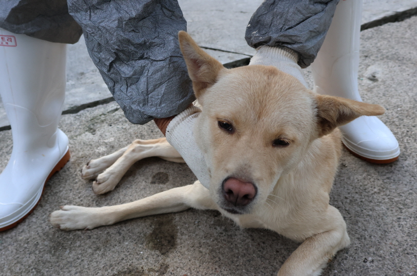 제주 동물보호센터_450650202303741