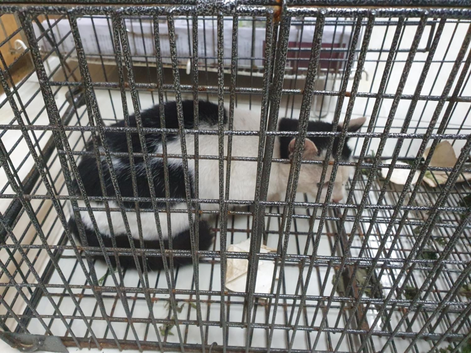 보호중 한국 고양이…