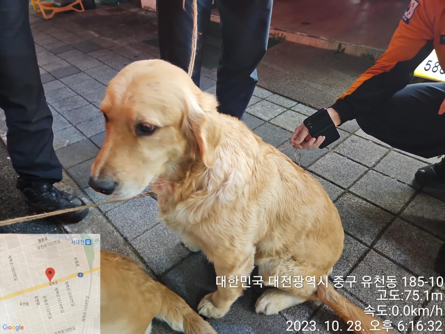 대전동물보호센터_430365202300535