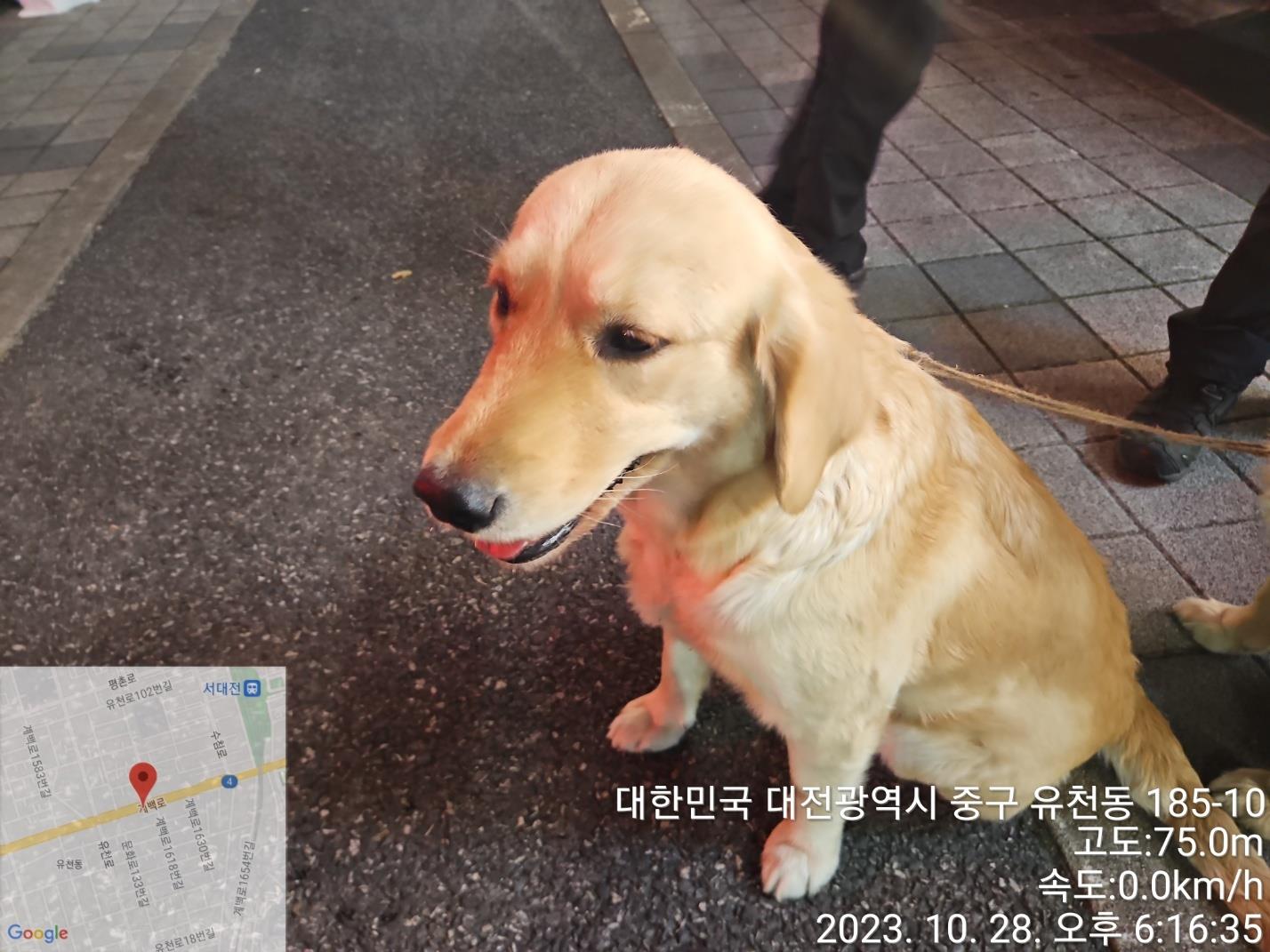 대전동물보호센터_430365202300534