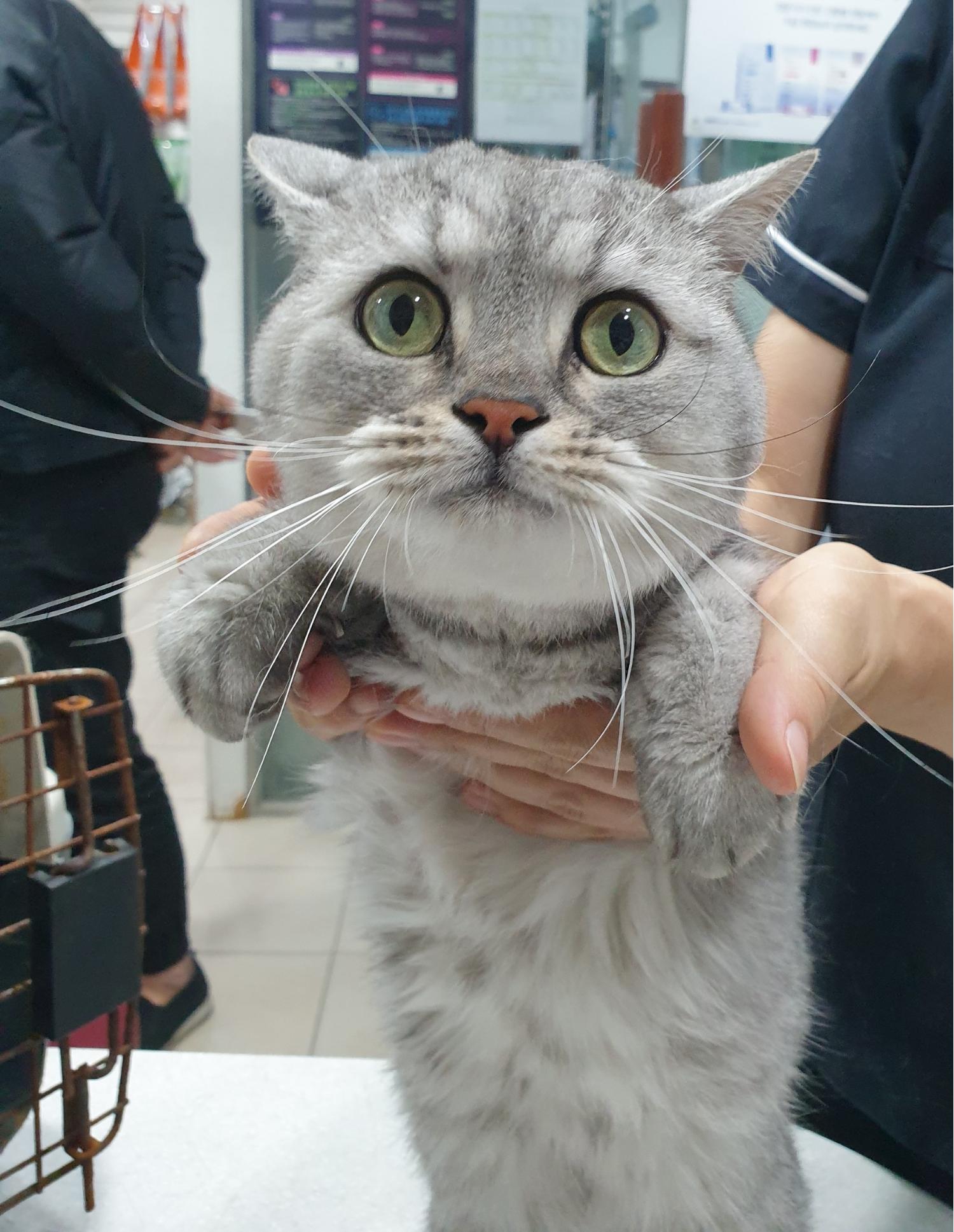 홍익동물병원_411313202300837