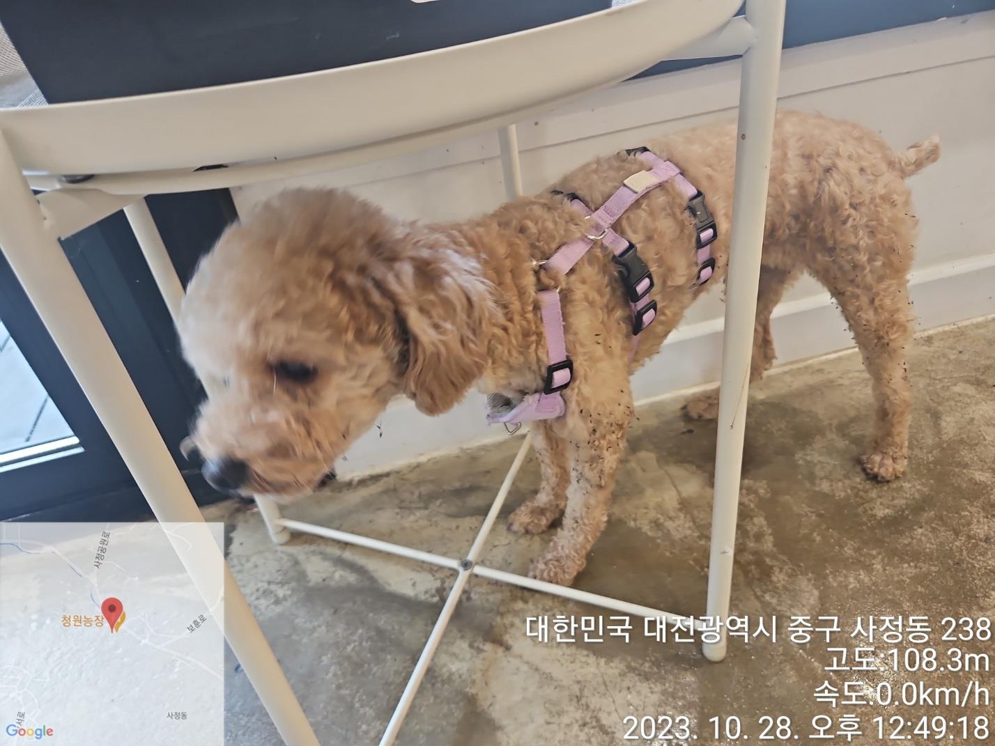 대전동물보호센터_430365202300532