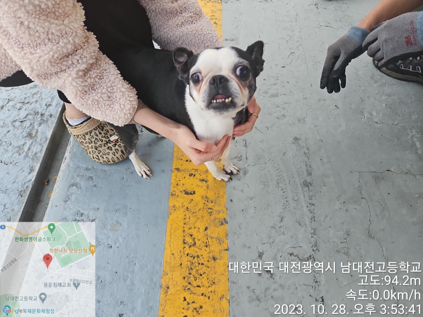 대전동물보호센터_430365202300533