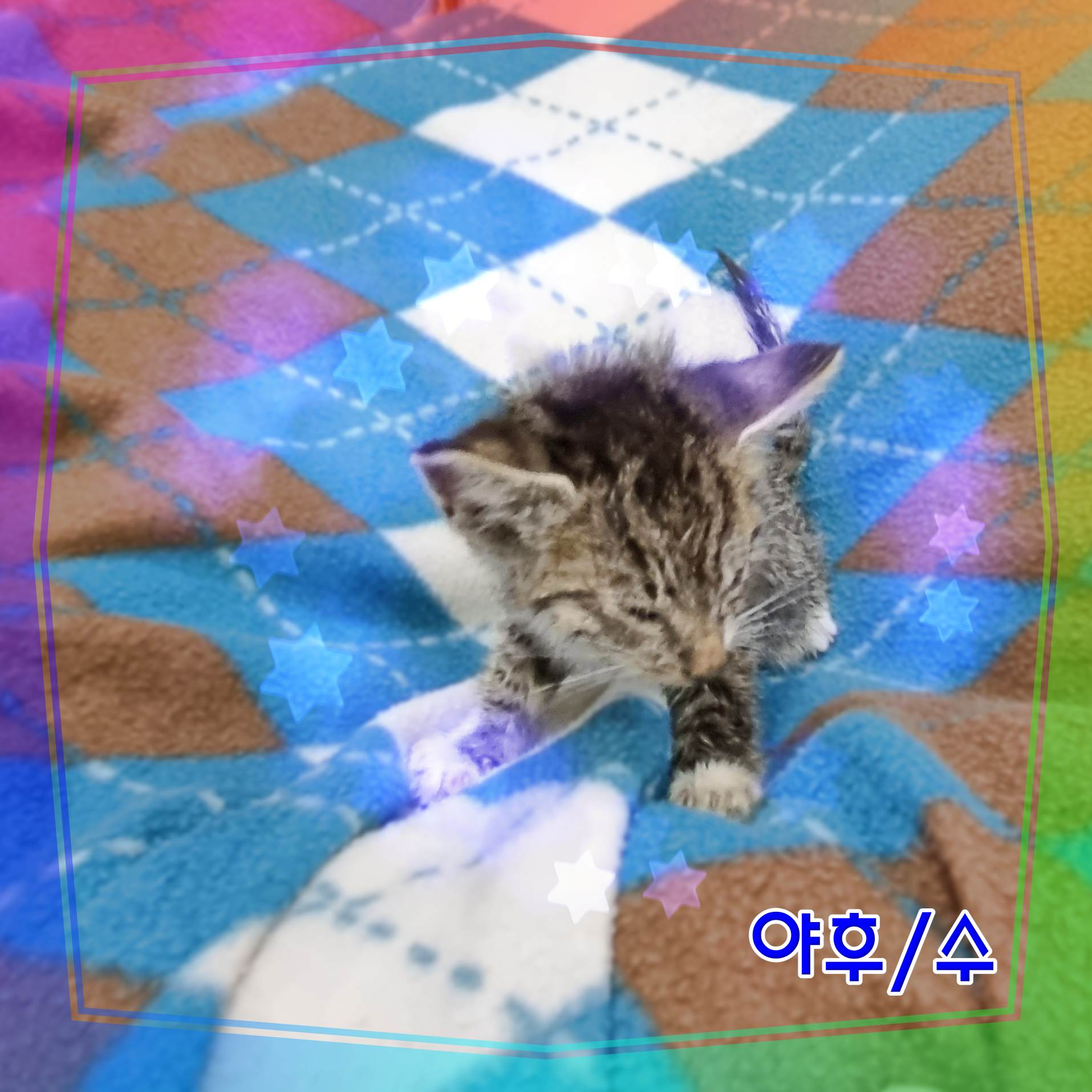 보호중 믹스묘의 가…