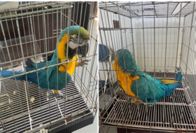 부산동물보호센터_426332202300624