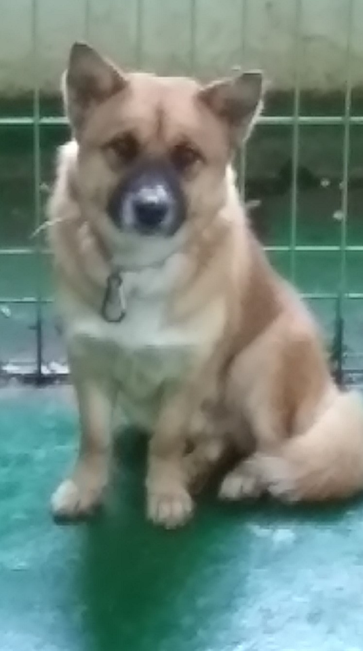 인천광역시수의사회_428351202300869