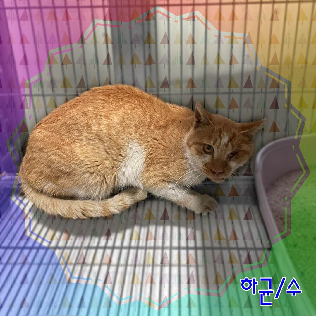 보호중 믹스견의 가…