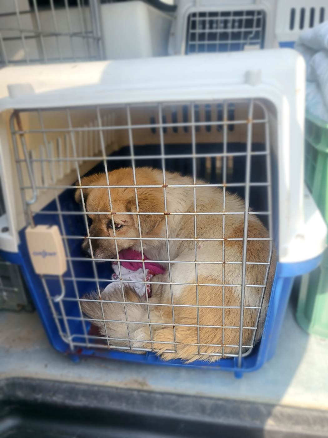 군산유기동물보호센터_445467202302256