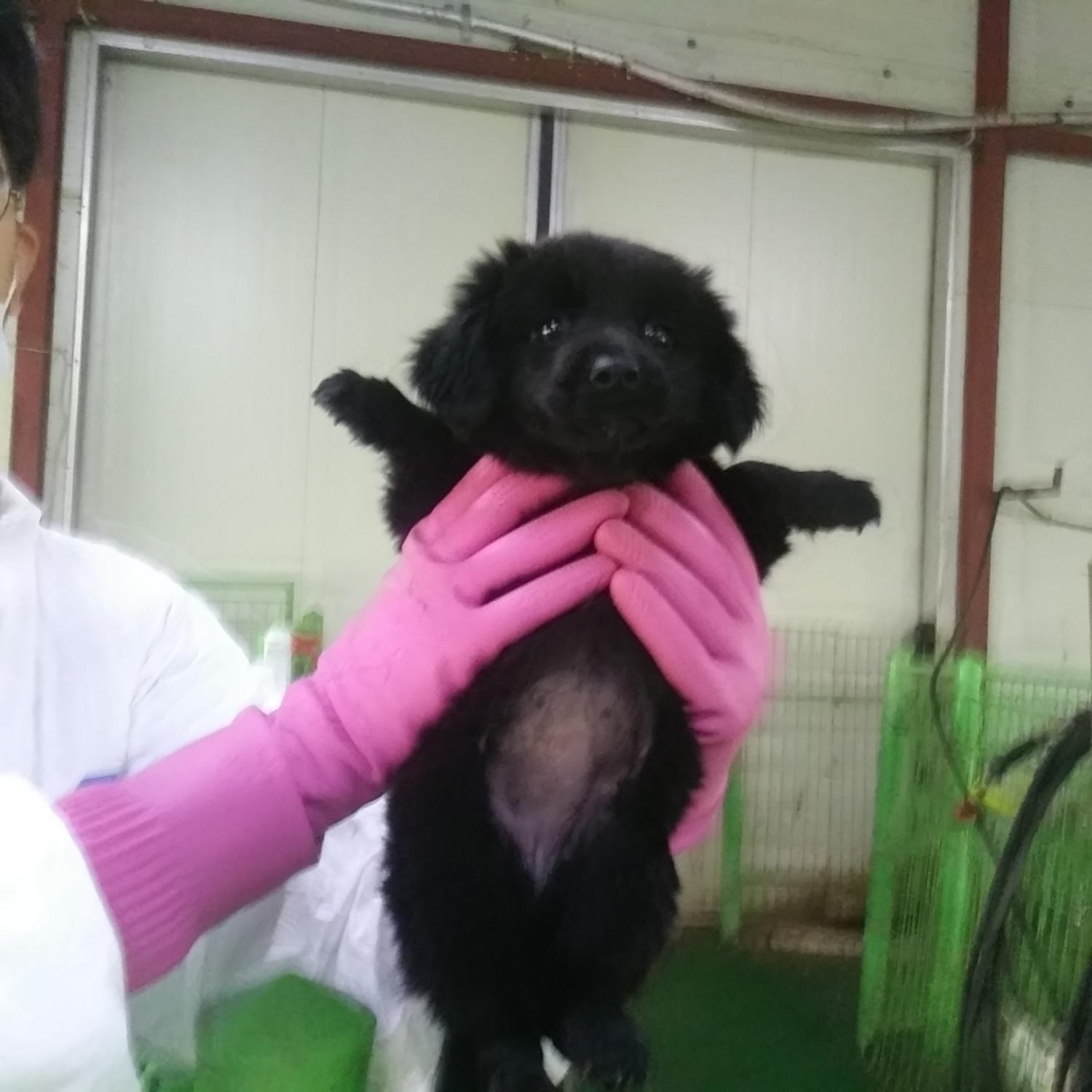 인천수의사회유기동물_428358202300253