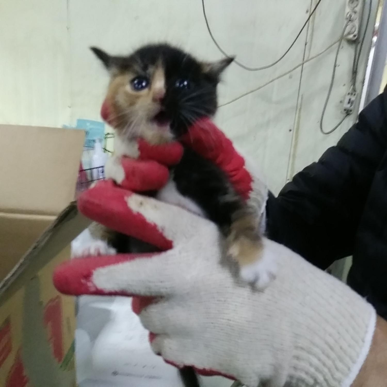 인천광역시수의사회_428352202300462