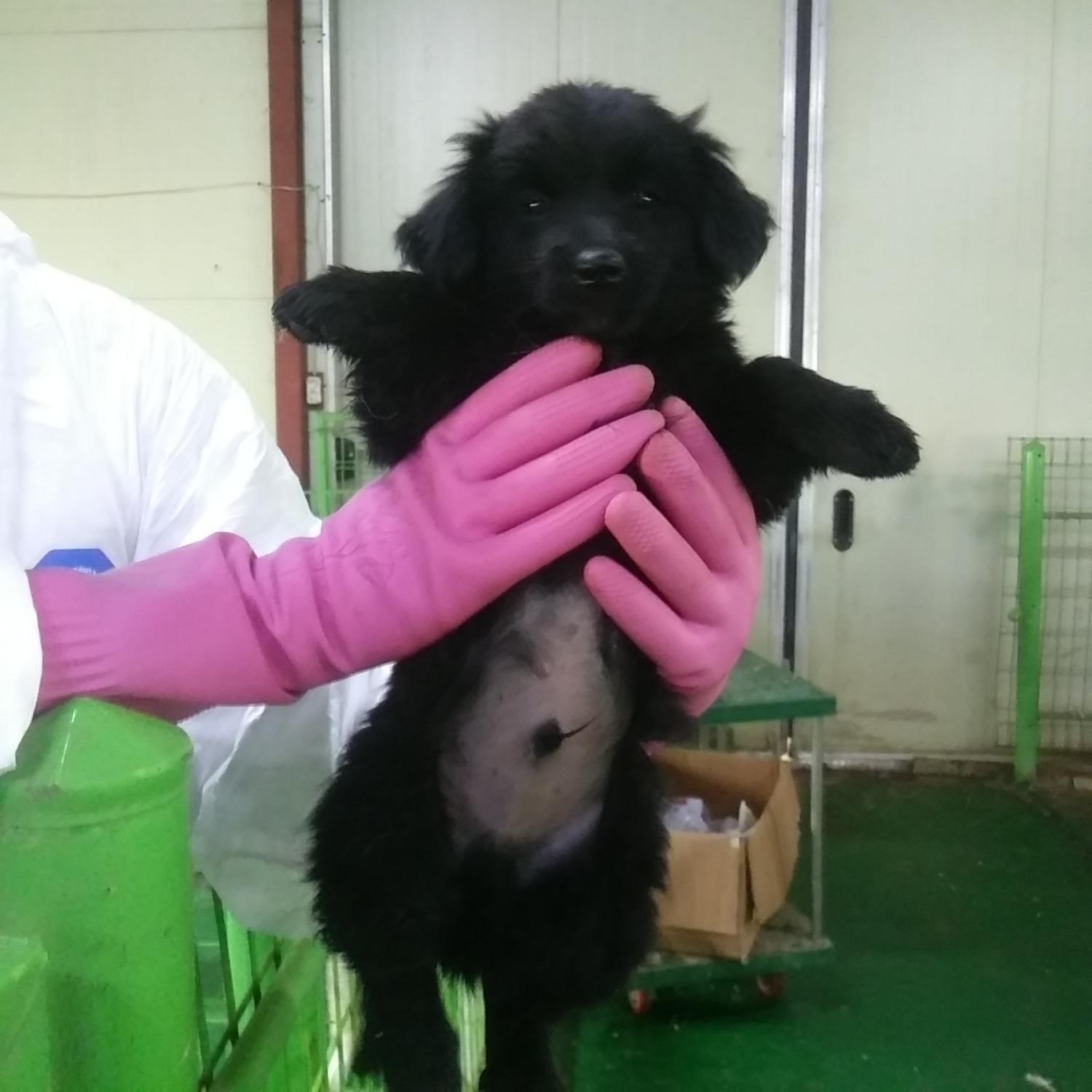 인천수의사회유기동물_428358202300254