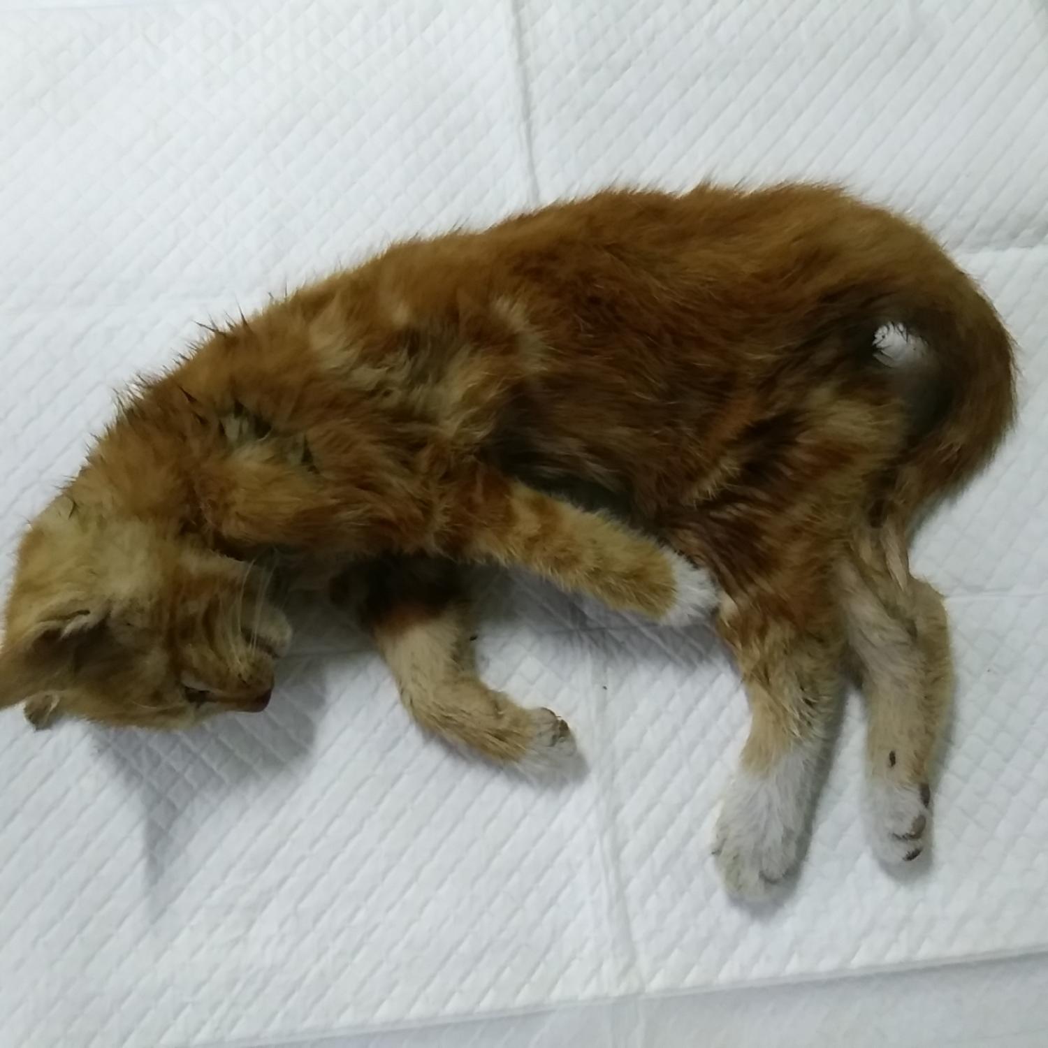 종료(자연사) 한국…