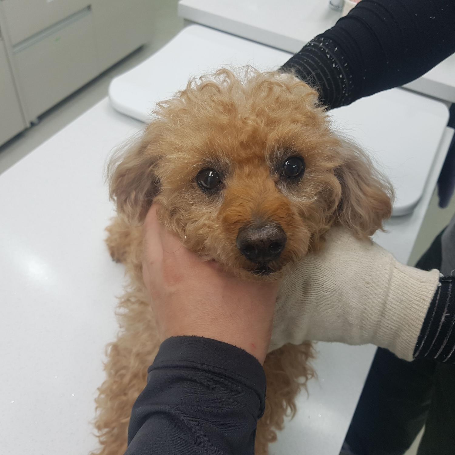 늘푸른동물병원_445464202303694