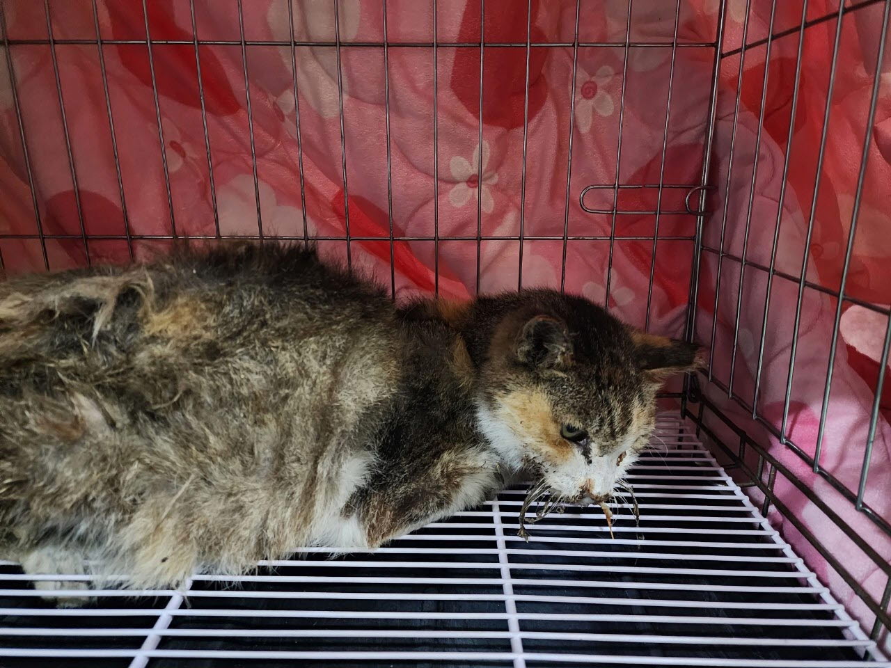 아산동물복지지원센터_444452202301975
