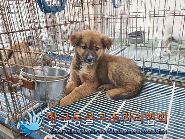 한국동물구조관리협회_441409202301806