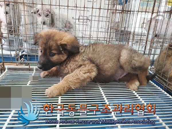 한국동물구조관리협회_441409202301807
