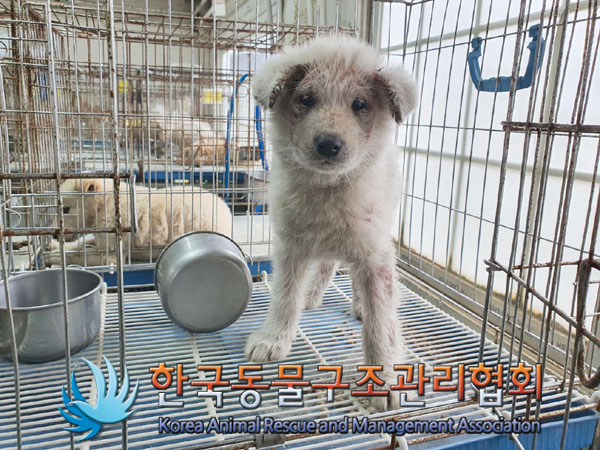 종료(자연사) 믹스…
