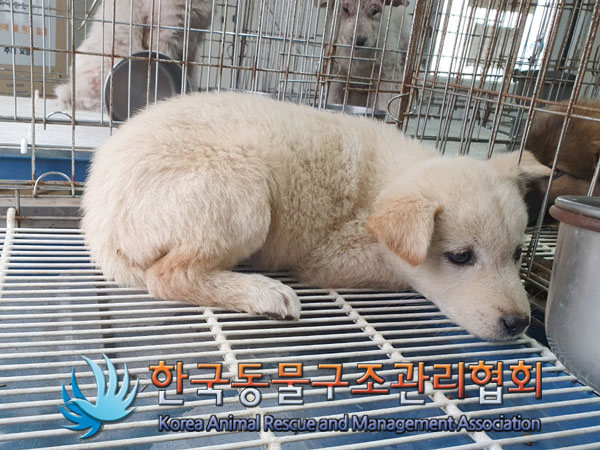 종료(안락사) 믹스…
