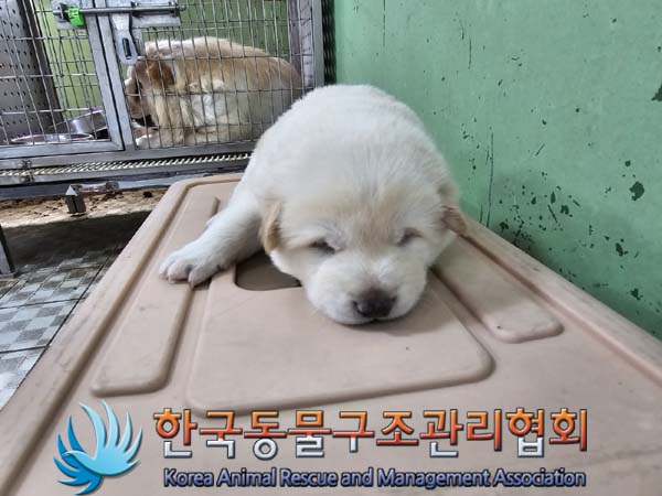 한국동물구조관리협회_441409202301818