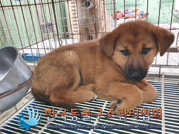 한국동물구조관리협회_441409202301810