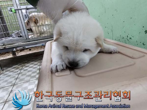 종료(입양) 믹스견…